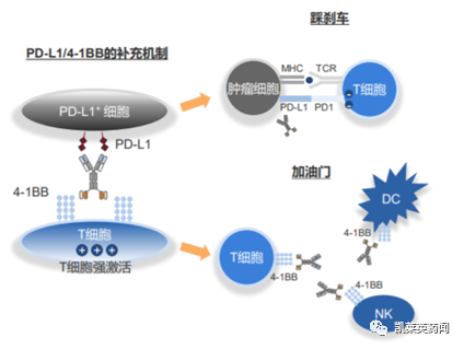 聚焦药靶：“踩油门”靶点4-1BB的最新研究进展