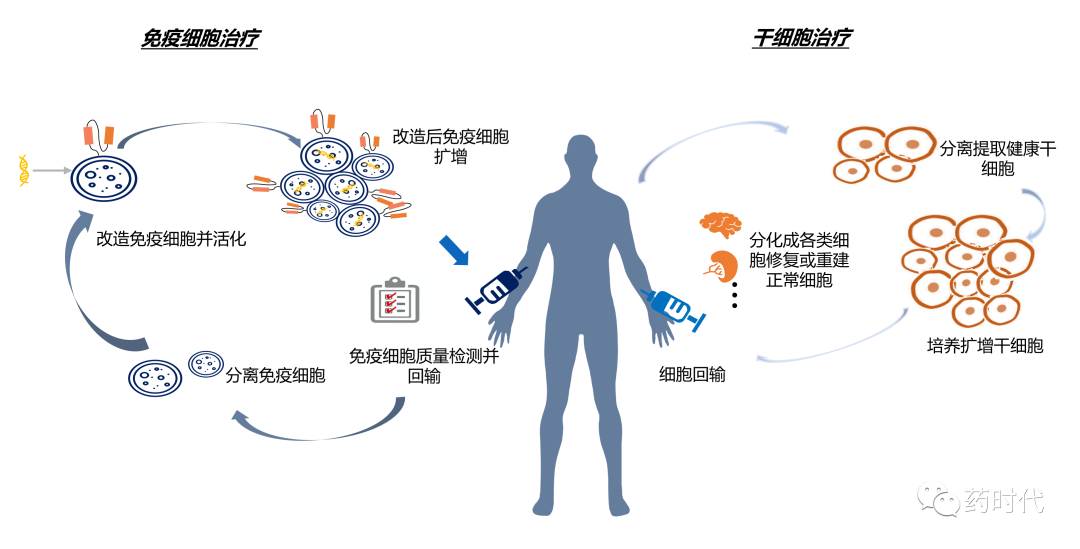 细胞治疗CDMO——CXO的新兴细分赛道，细胞治疗大时代的蓝海