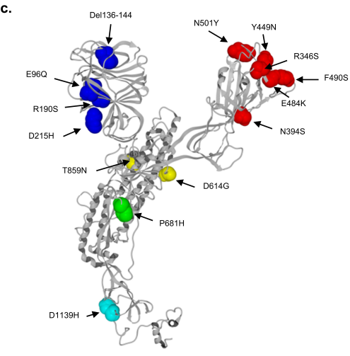 SARS-CoV-2新变异毒株出现，携带多达46个突变