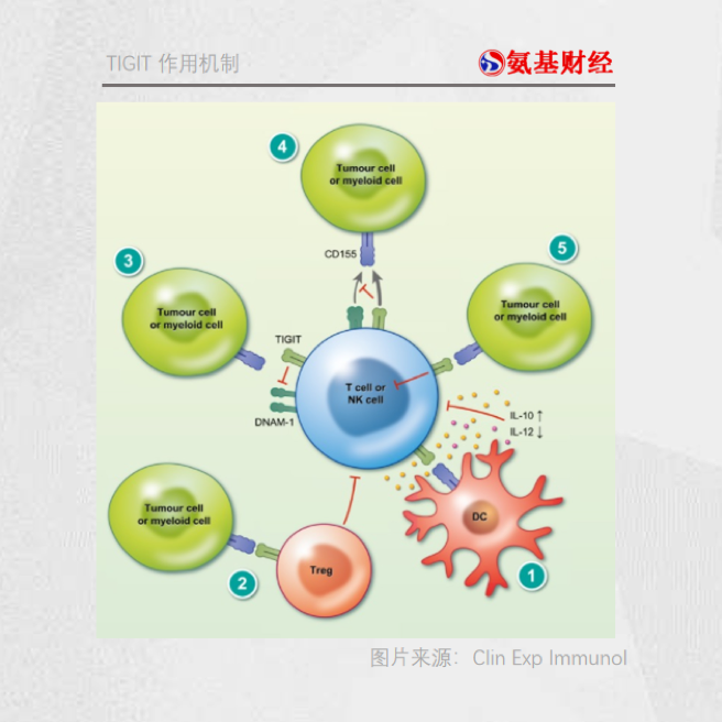 TIGIT单抗：下一个PD-1的争夺战
