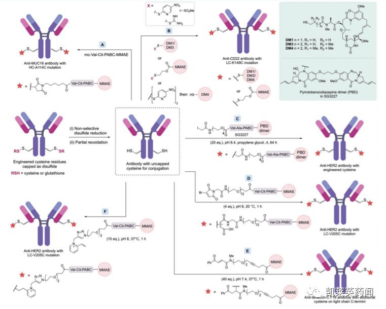 同质化ADC药物制造，选择性位点修饰策略
