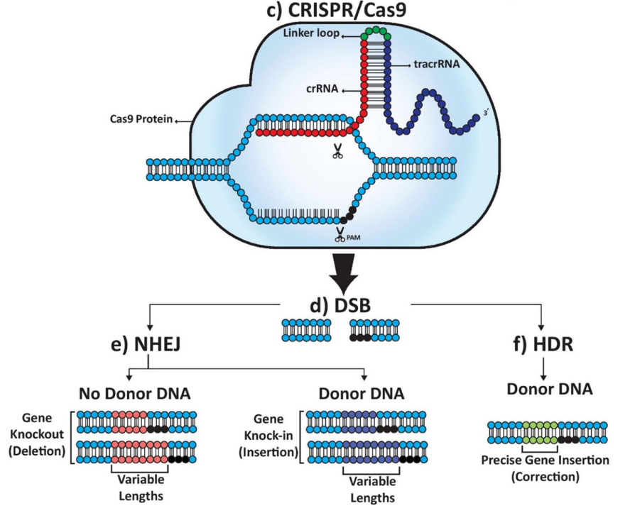 CRISPR/Cas9在阿尔茨海默症中的应用前景