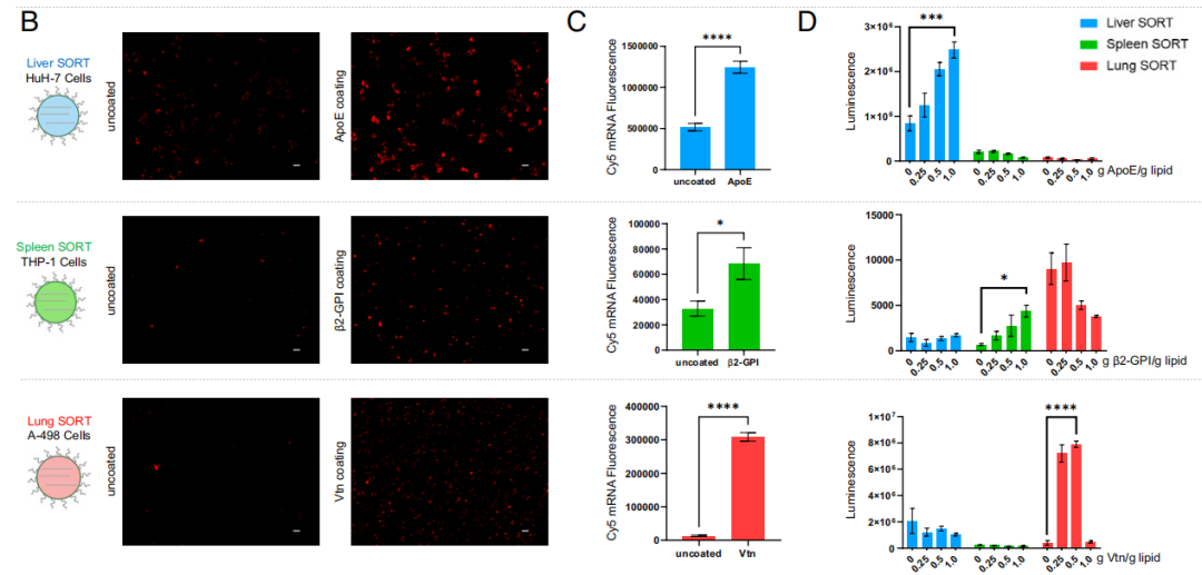 PNAS：程强等破解器官选择性mRNA递送系统的机制，大大扩展mRNA和CRISPR技术应用范围