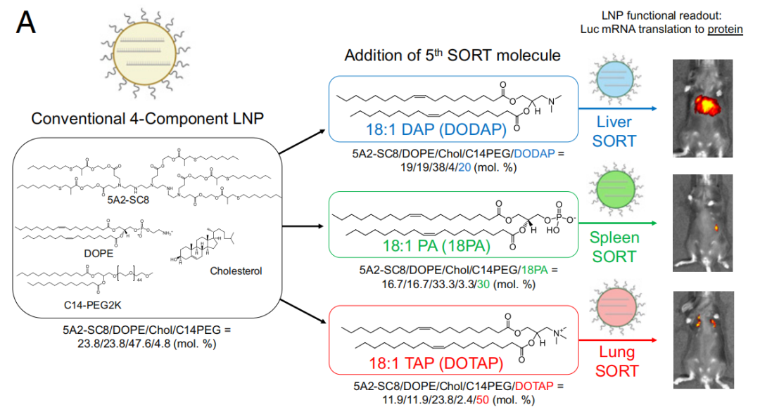 PNAS：程强等破解器官选择性mRNA递送系统的机制，大大扩展mRNA和CRISPR技术应用范围