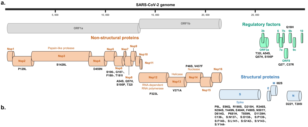 SARS-CoV-2新变异毒株出现，携带多达46个突变