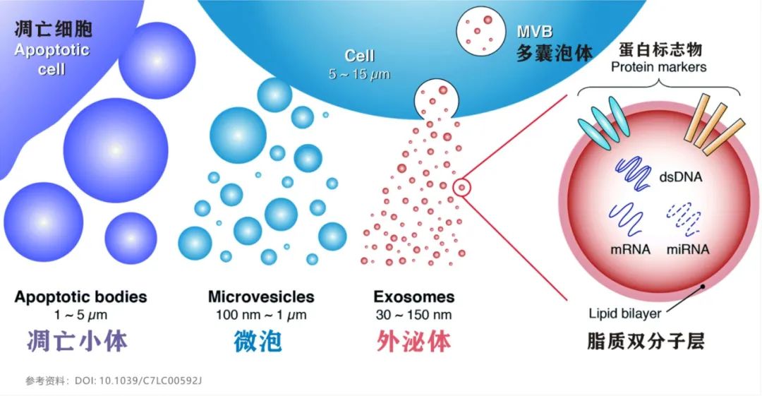 无惧突变，华人团队揭示外泌体可作为诱饵阻断多种新冠突变株