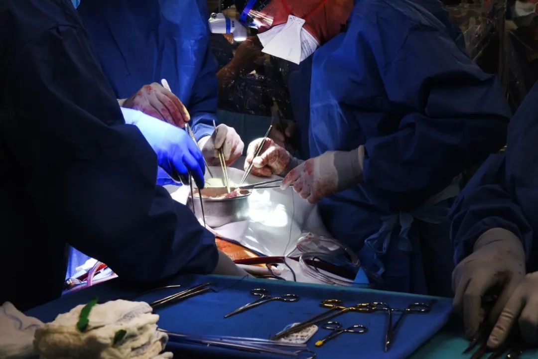 里程碑！历史上第一次！外科医生将转基因猪的心脏成功地移植到垂死的病人体内