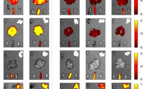 PNAS：程强等破解器官选择性mRNA递送系统的机制，大大扩展mRNA和CRISPR技术应用范围