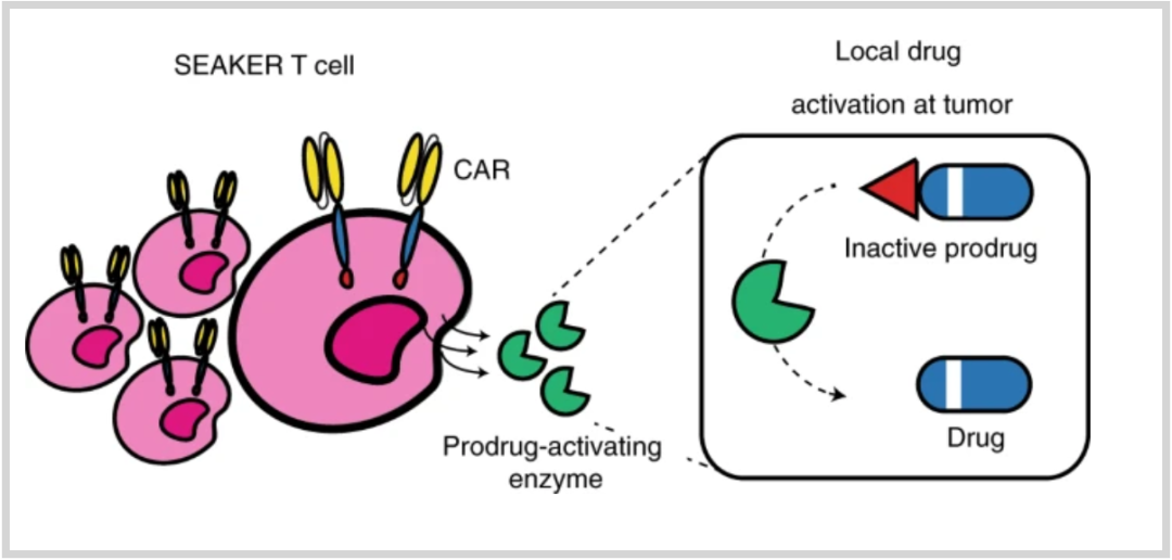 疯狂的想法：武装CAR-T细胞，使其成为生产抗癌药物的“微型药房”