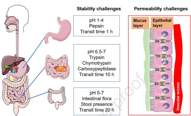 道阻且长，行则将至——浅谈蛋白质和多肽类药物的口服给药