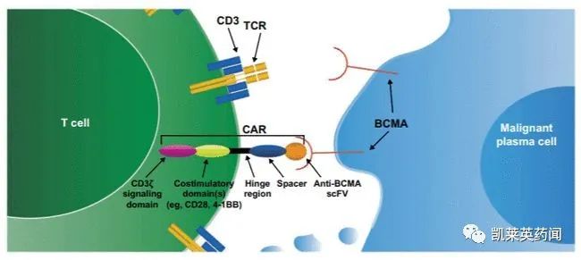 CAR-T 领域又一重磅产品：信达和驯鹿同开发的 BCMA CAR-T被FDA授予孤儿药资格