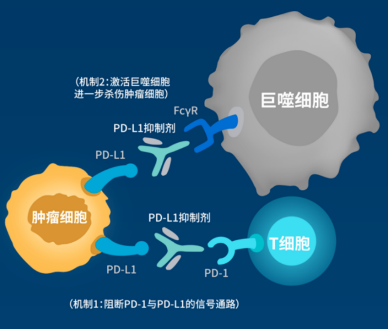 择取众长，基石药业舒格利单抗有望重塑肺癌一线治疗新格局