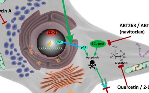 一文了解“细胞衰老（senescence)”