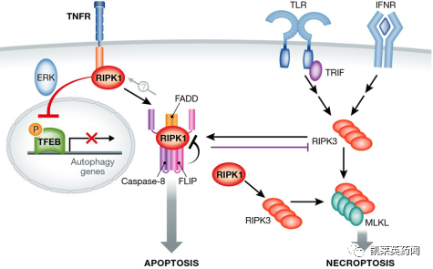 顶级药企斥巨资入局，RIPK1靶点如何成为潜力股？