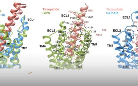 重磅首发！中国科学家首次揭示「GIPR、GLP-1R和GCGR双重和三重激动剂药理作用的分子机制」！对新药创制意义重大！