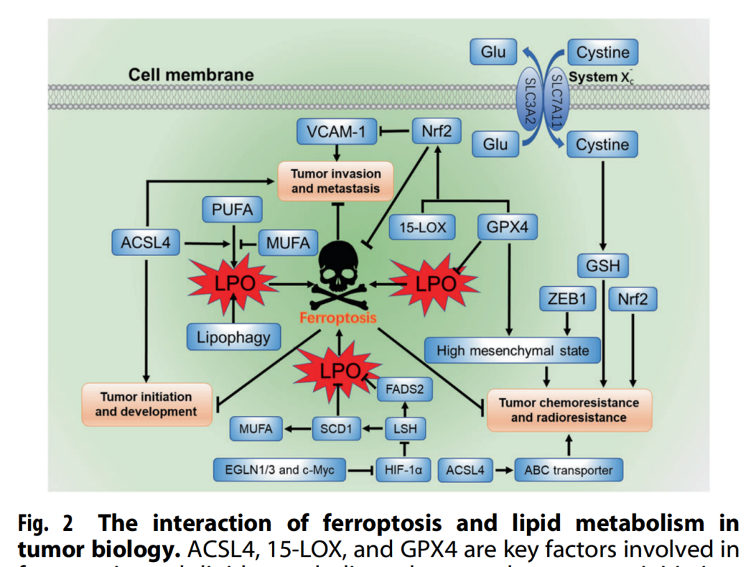 干货分享：癌症中的脂质代谢