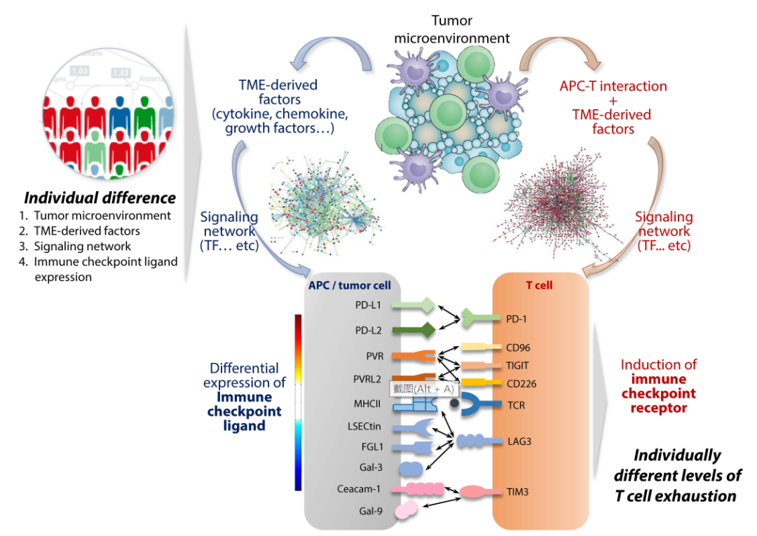 免疫检查点的配体们