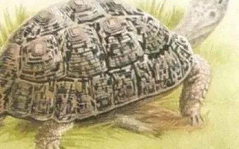 告别针头注射：口服胶囊mRNA疫苗要来了！这次乌龟又立功了？