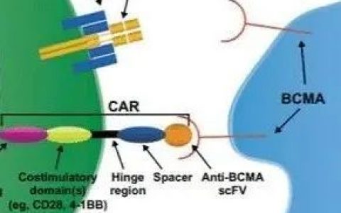 CAR-T 领域又一重磅产品：信达和驯鹿同开发的 BCMA CAR-T被FDA授予孤儿药资格