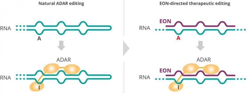 RNA疗法明星公司ProQR遗传眼病临床试验失败，股价暴跌75%