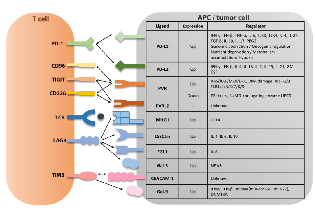免疫检查点的配体们