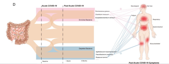 为何“新冠后遗症”频发？全球首个研究证实“肠道微生态紊乱”是主因