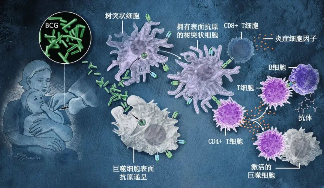 结核，被遗忘的瘟疫