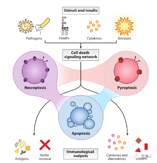 最新细胞死亡方式汇总，含铜死亡
