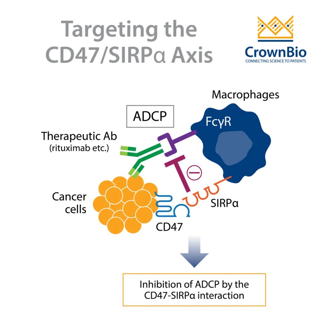 CD47小分子抑制剂的研究进展