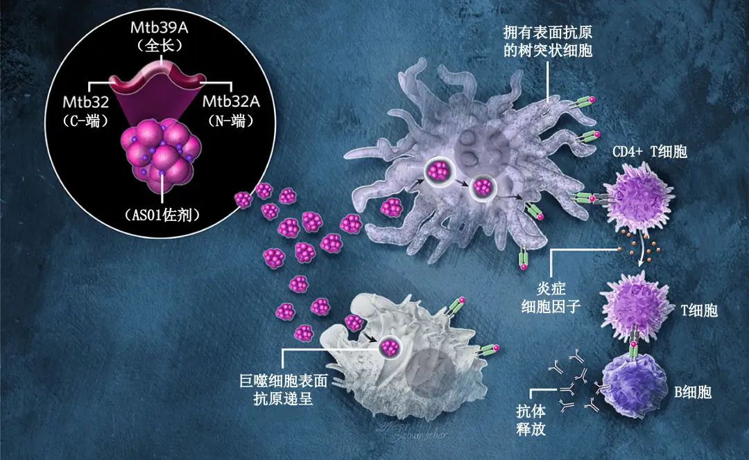 结核，被遗忘的瘟疫