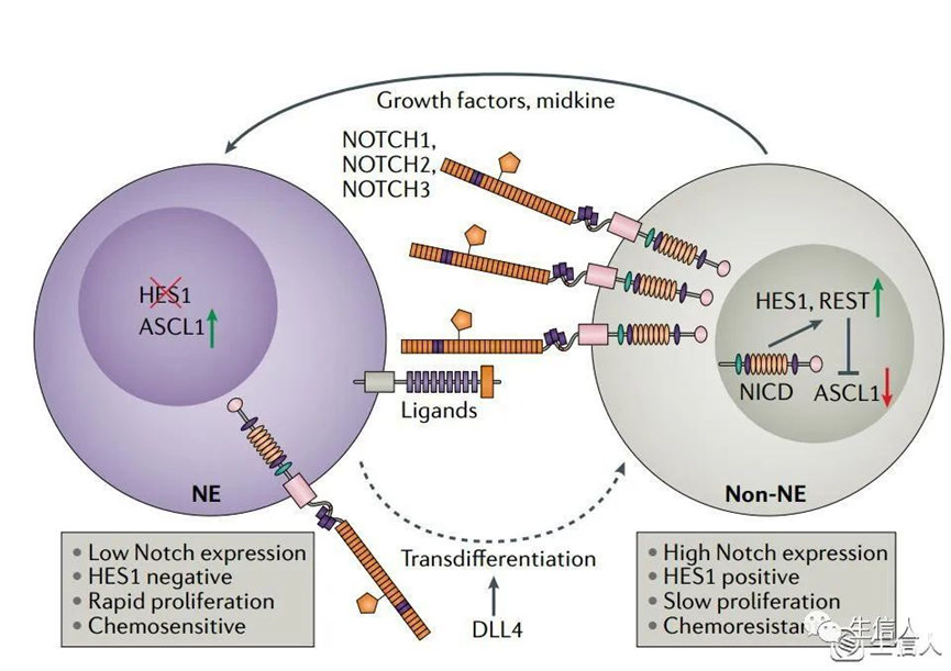 「影响因子80+」肿瘤Notch信号综述