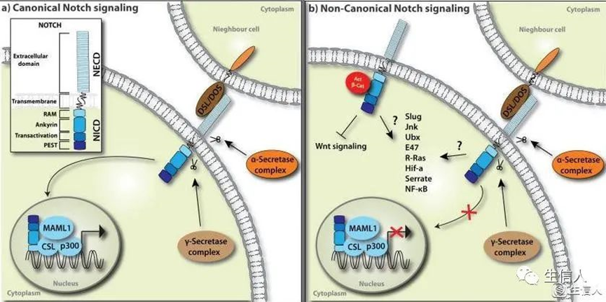 「影响因子80+」肿瘤Notch信号综述