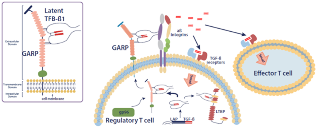 GARP-TGF-β1丨双面间谍TGF-β的下一代继任者