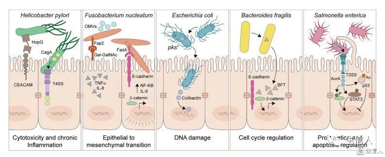 Cancer Cell 「2万字」长文综述：微生物与癌症