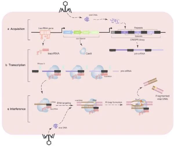 重磅综述！CRISPR/Cas9基因编辑在肿瘤中的应用现状及前景