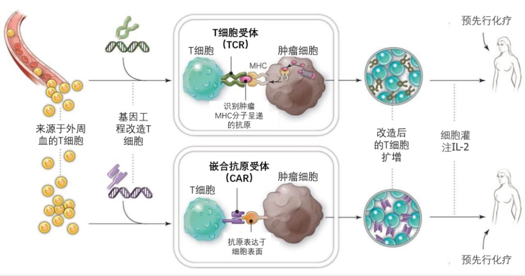 细胞疗法新“革命”——TCR-T疗法全球研发概览