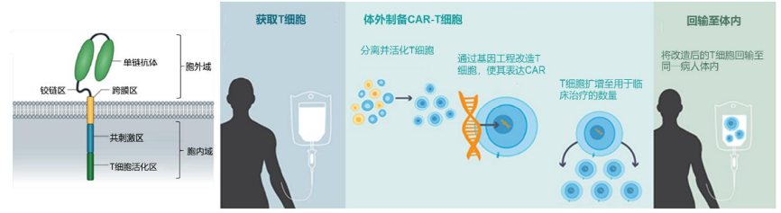 白血病治疗药物研发进展：全球在研1251个，谁是药神？