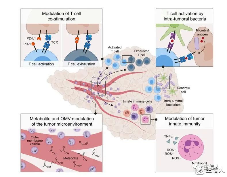 Cancer Cell 「2万字」长文综述：微生物与癌症