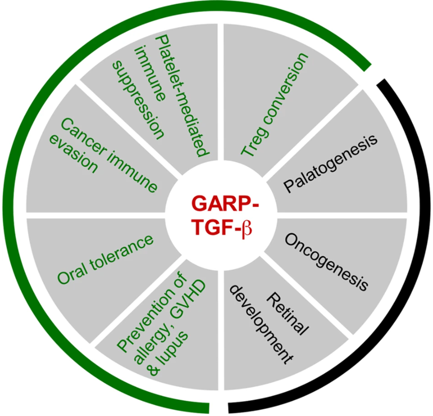 GARP-TGF-β1丨双面间谍TGF-β的下一代继任者