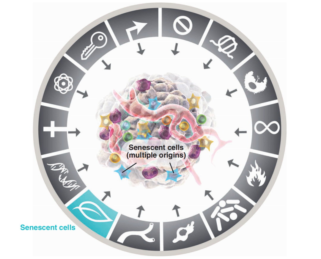 该怎样理解癌症？一篇文章重磅解析：癌症14大标志性特征（最新版）