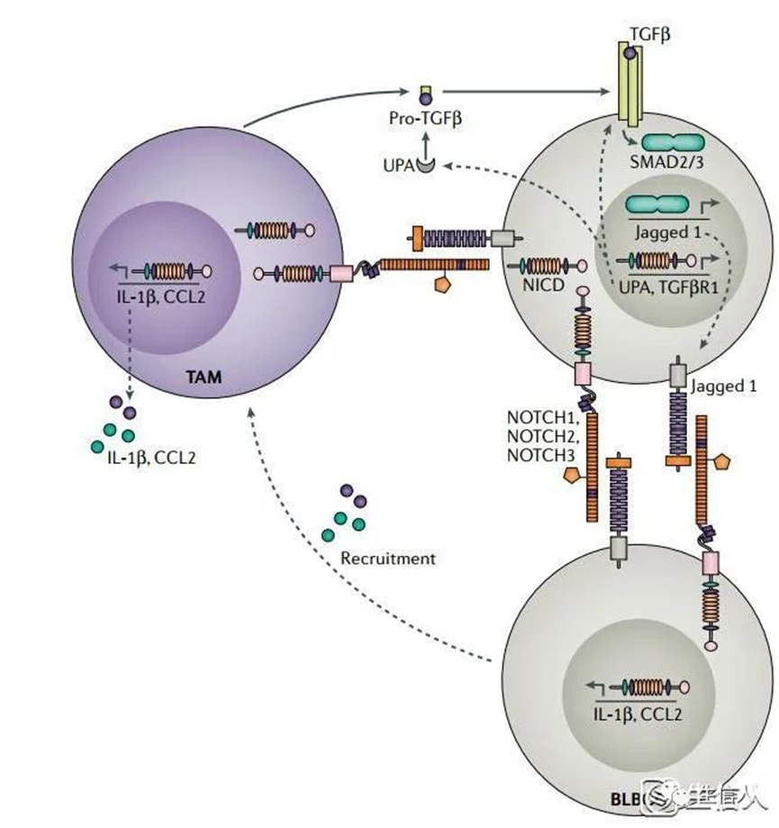 「影响因子80+」肿瘤Notch信号综述