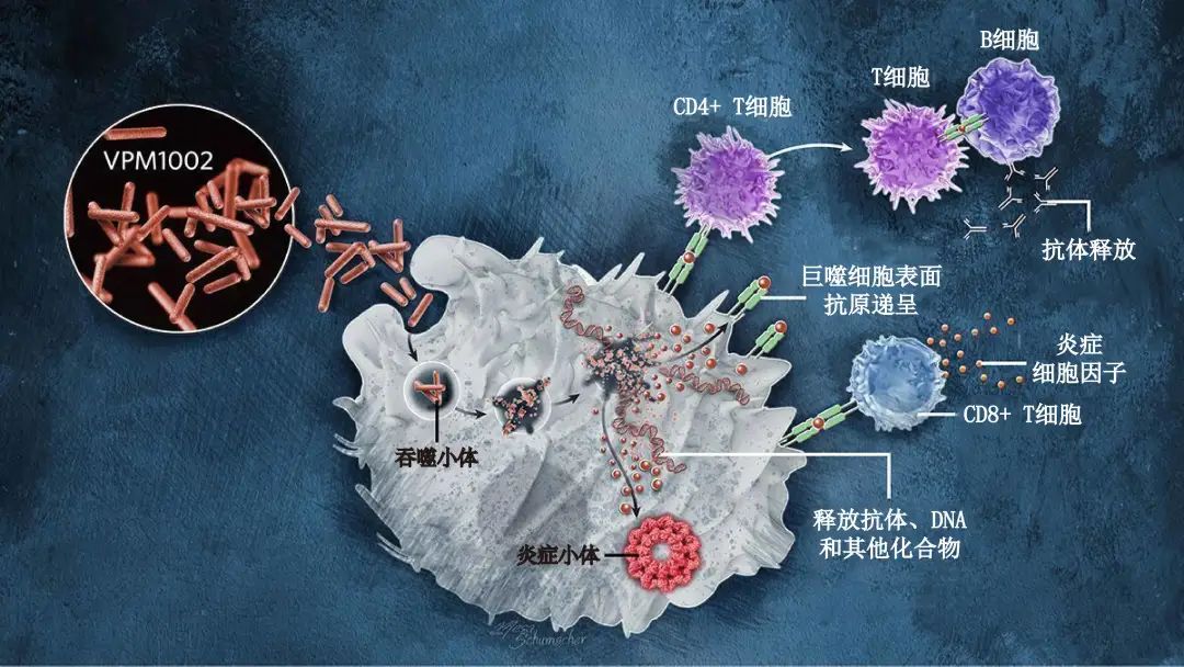 结核，被遗忘的瘟疫