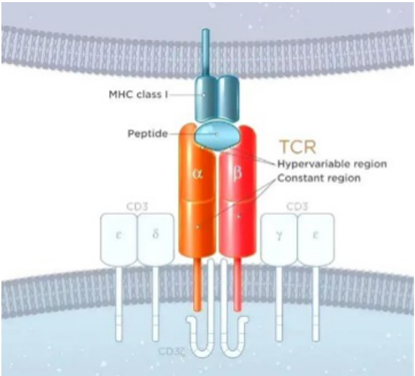 细胞疗法新“革命”——TCR-T疗法全球研发概览