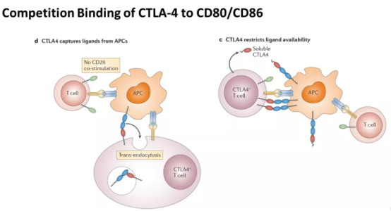 常青靶点CTLA-4，全球混战进入倒计时，候选药物40款