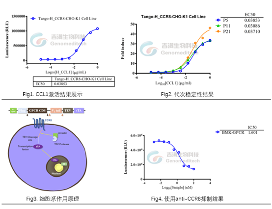 聚焦AACR丨6家公司CCR8抗体药进展齐汇报