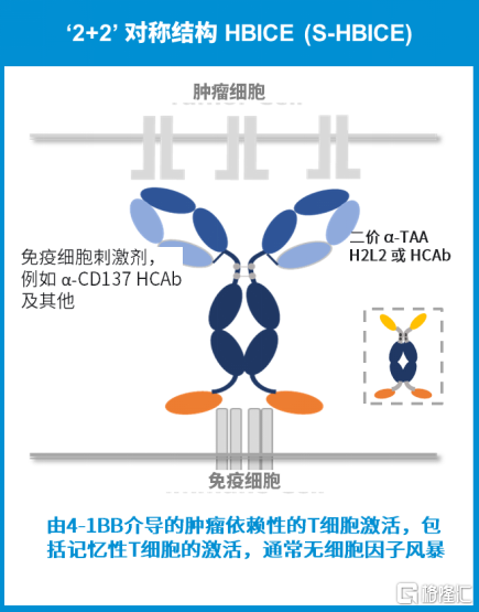 和铂医药-B (02142.HK)引领肿瘤免疫，澳洲IRB批准HBM7008临床申请