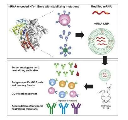 Cell Rep：mRNA疫苗技术有望帮助开发新型HIV疫苗