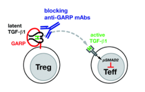 GARP-TGF-β1丨双面间谍TGF-β的下一代继任者