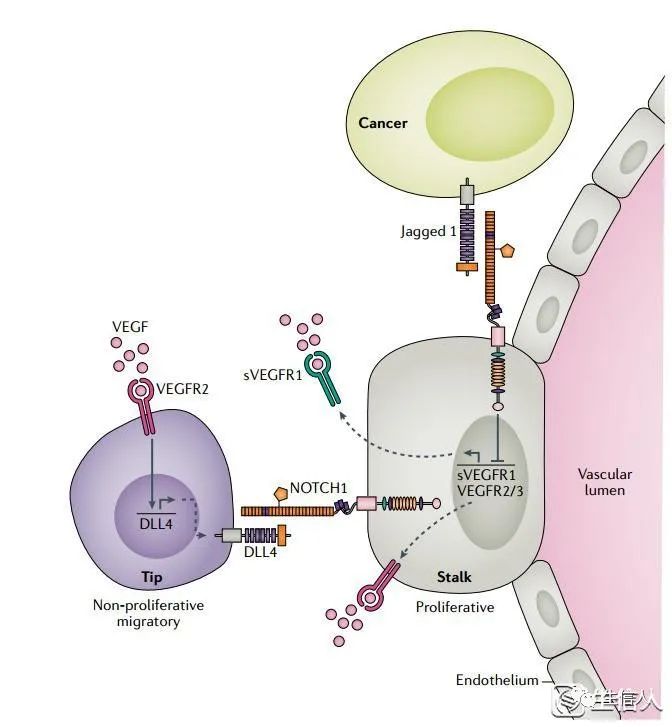 「影响因子80+」肿瘤Notch信号综述