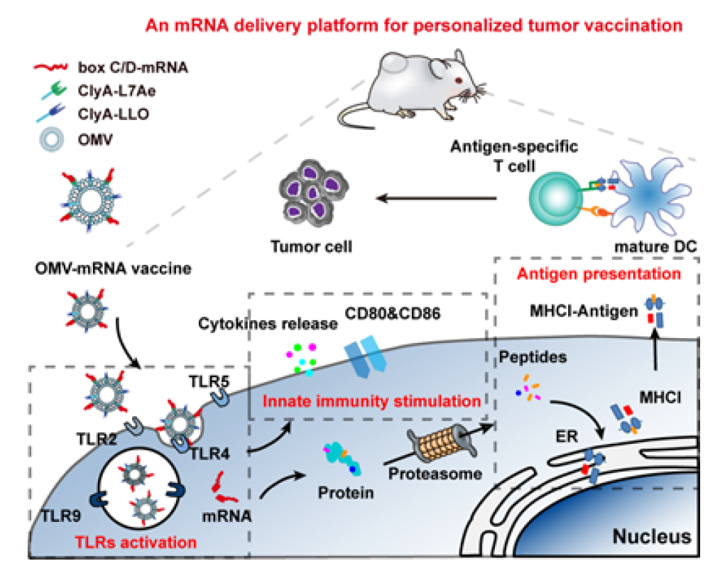 国家纳米科学中心聂广军团队开发新型mRNA肿瘤疫苗，使用细菌外膜囊泡作为递送载体